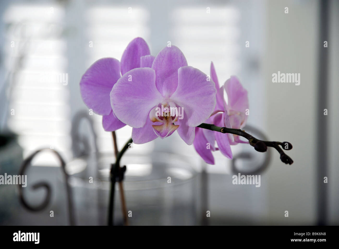 Orchideen in weiches Licht Stockfoto