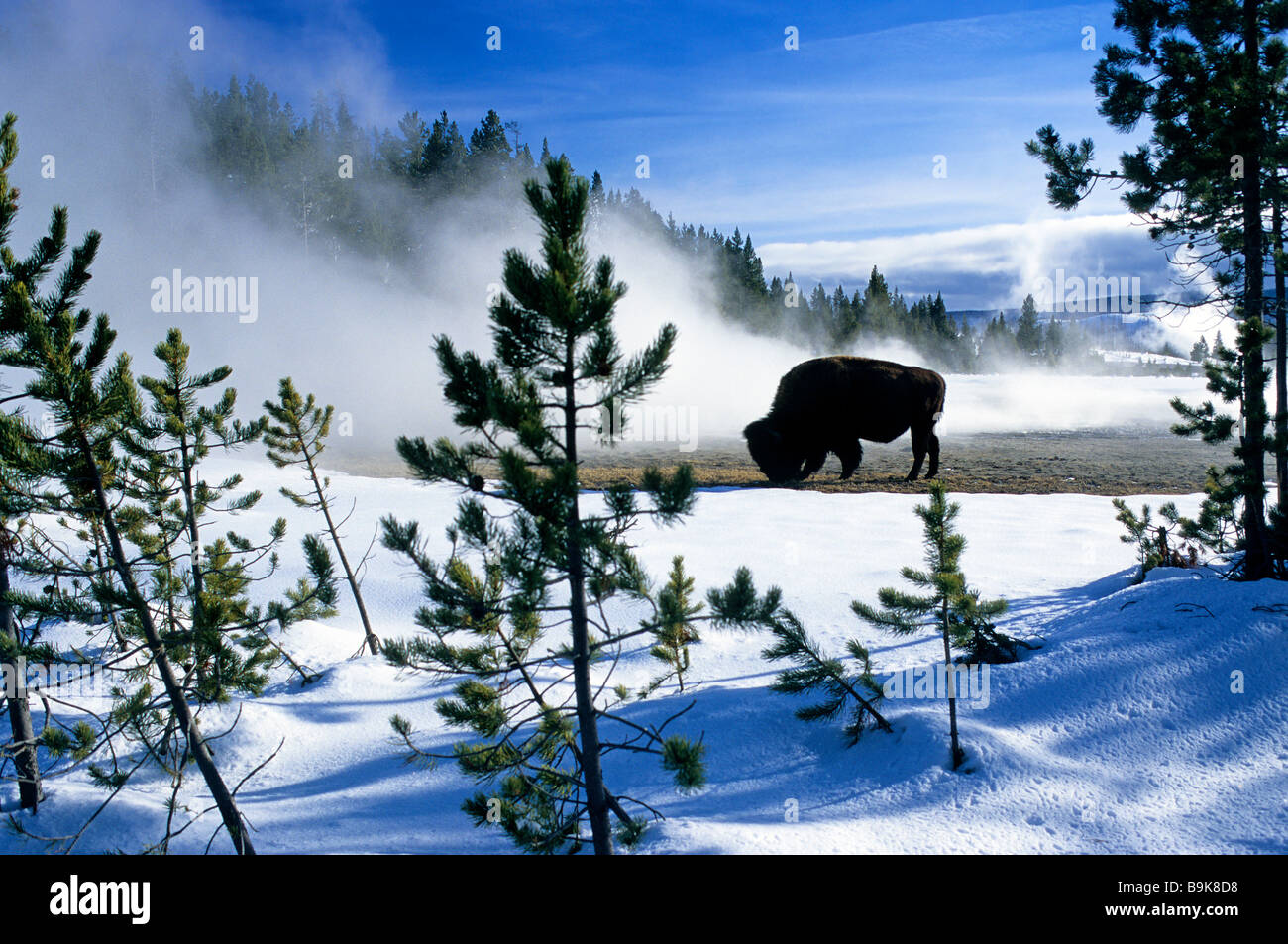 USA, Wyoming, Yellowstone-Nationalpark von der UNESCO als Weltkulturerbe klassifiziert Büffel im winter Stockfoto
