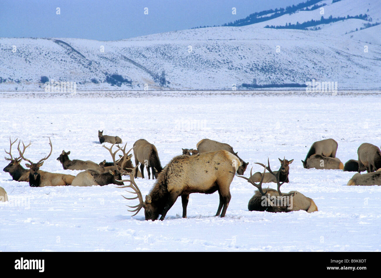 USA, Wyoming, Yellowstone-Nationalpark, Bergziegen im Winter von der UNESCO als Weltkulturerbe eingestuft Stockfoto