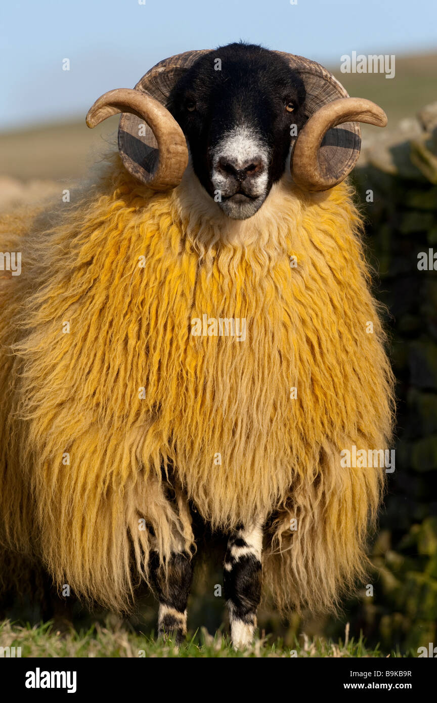 Hexham Typ Blackface Ram, Northumberland Stockfoto