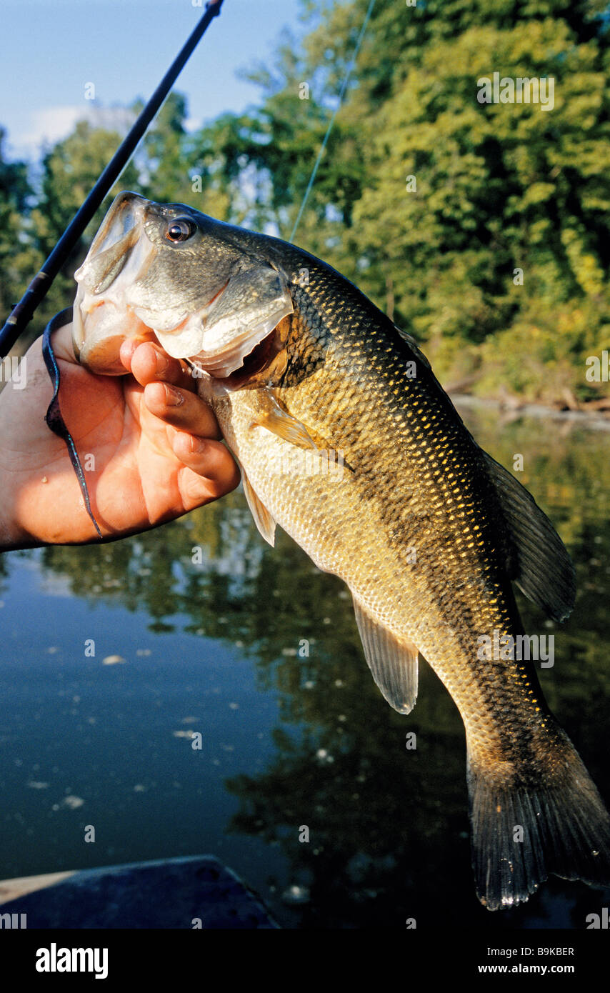 USA, Louisiana, Angeln im Giles Island, einer der Inseln auf dem Mississippi, die früher eine funktionierende Stockfoto