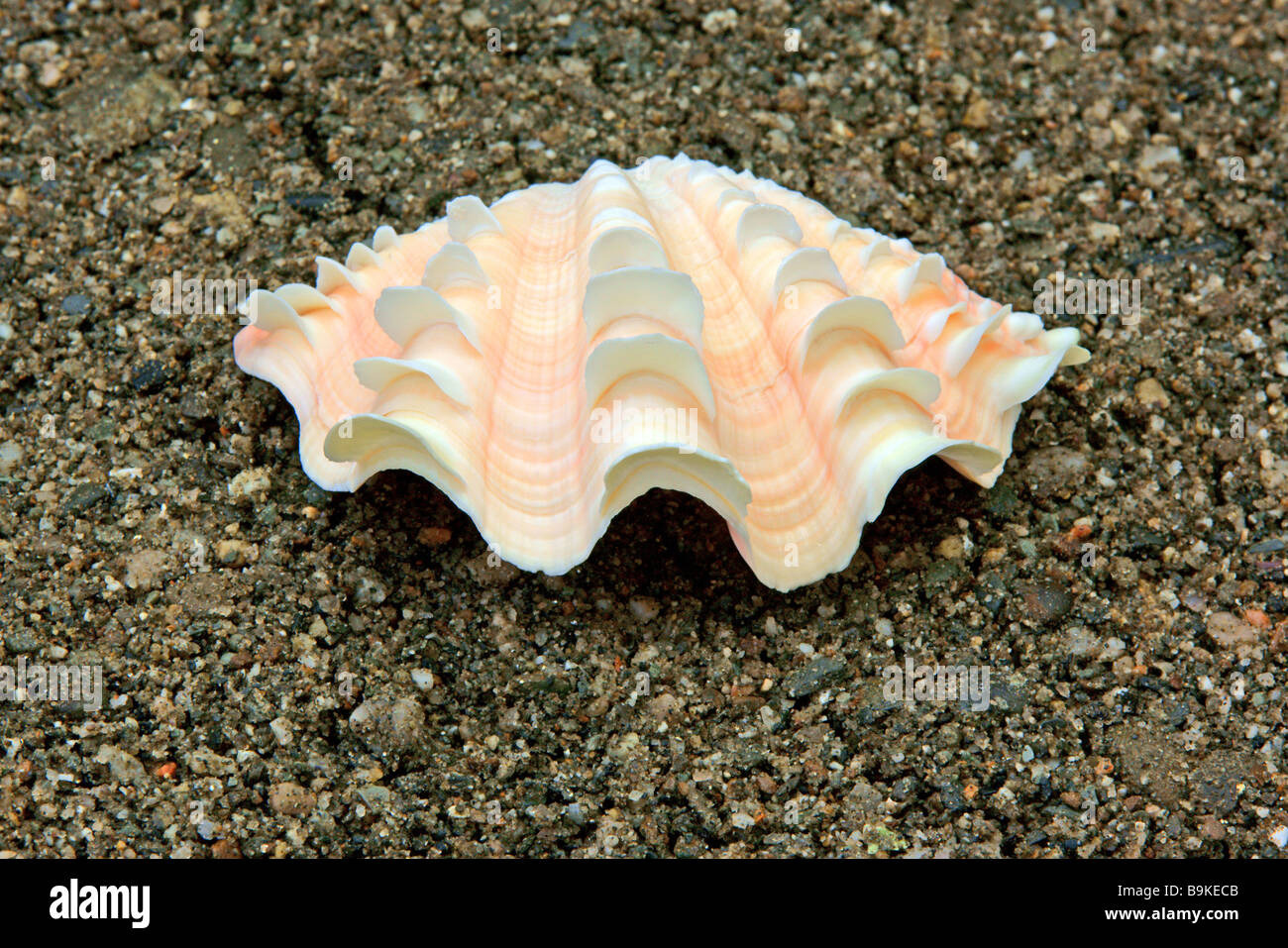 Reich verzierte Shell auf sand Stockfoto