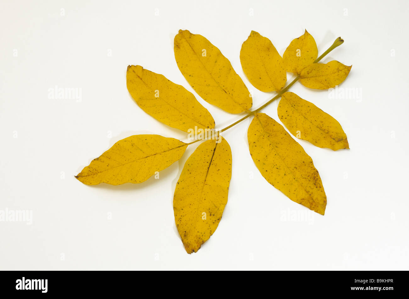 Englisch Nussbaum, persische Walnuss (Juglans Regia), Blatt in herbstlichen Farben, Studio Bild Stockfoto