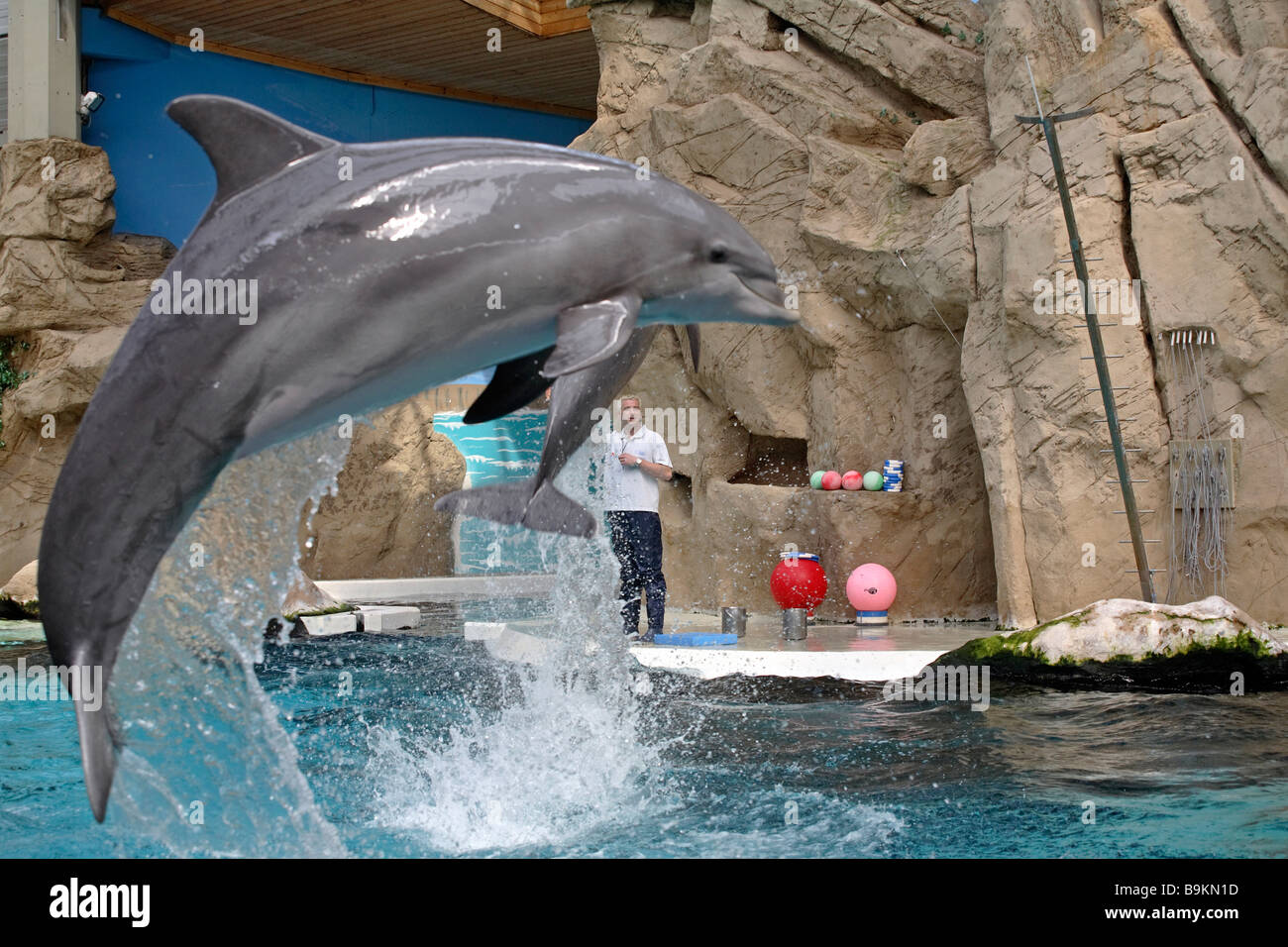Delfinarium in einem Zoo in Duisburg, Deutschland Stockfotografie Alamy