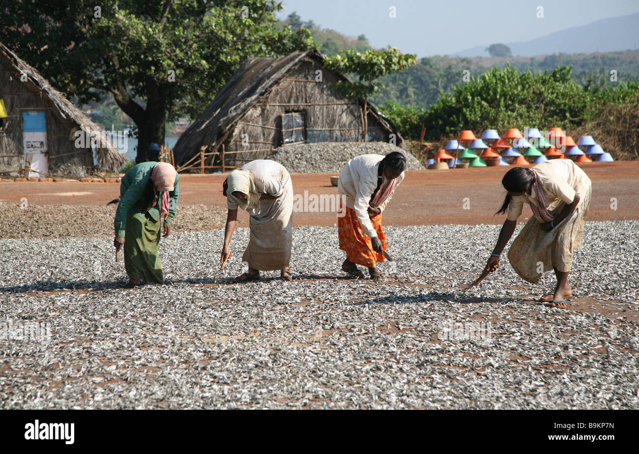 Einheimische Frauen breitet sich Fisch zum Trocknen in die Sonne in der Nähe von Mobor Beach in Goa, Indien. Stockfoto