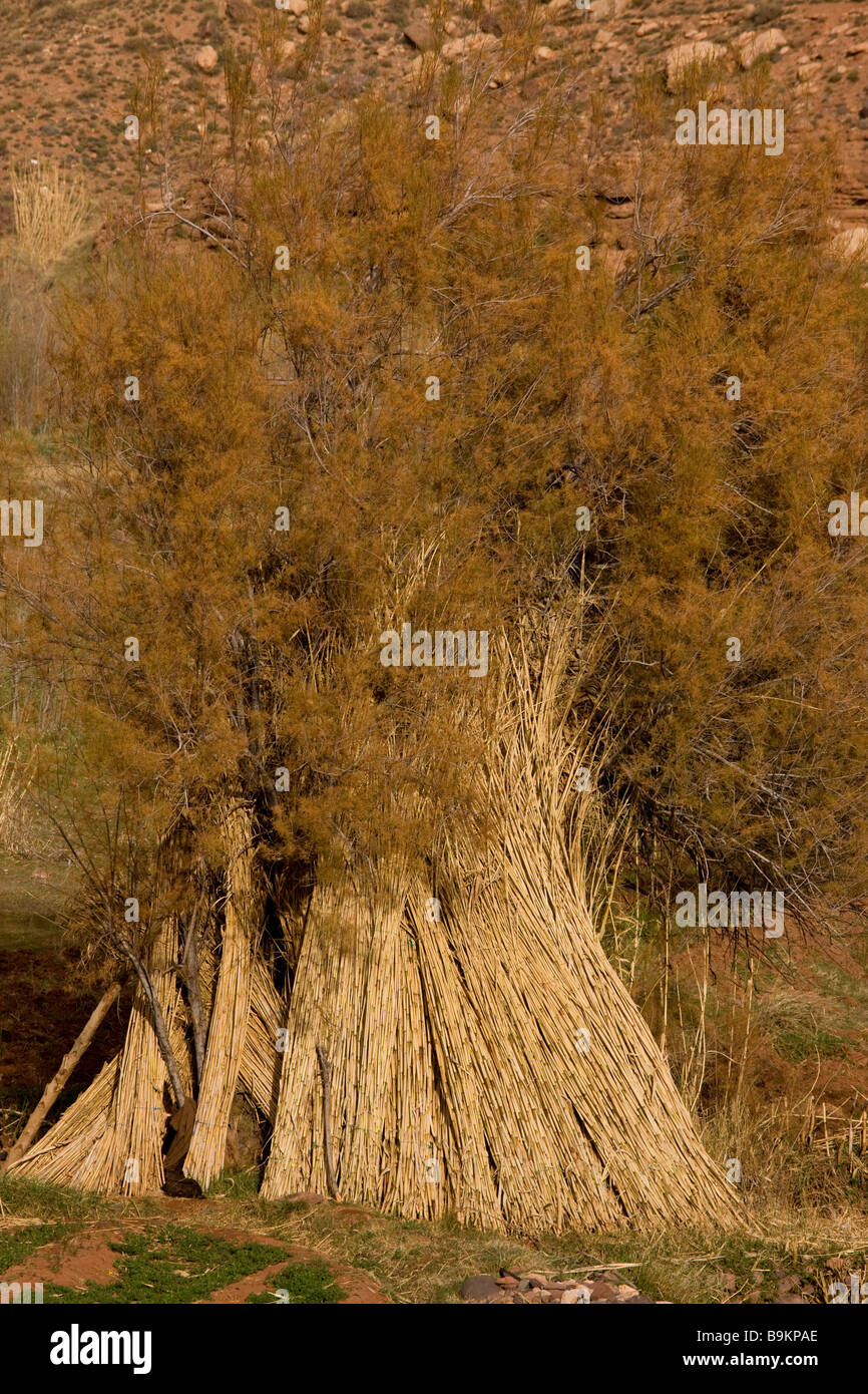 Ernte und Lagerung von riesigen Schilf Arundo Donax in der Nähe von Agouin der hohe Atlas Haut Atlas Marokko Stockfoto