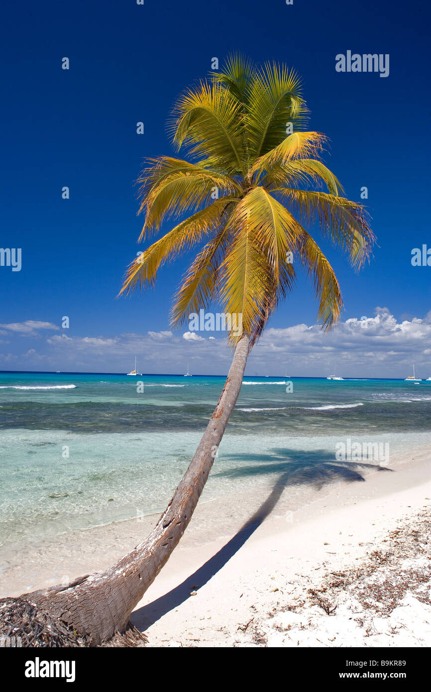 Dominikanische Republik, Provinz La Altagracia, Isla Saona, Kokospalme Stockfoto