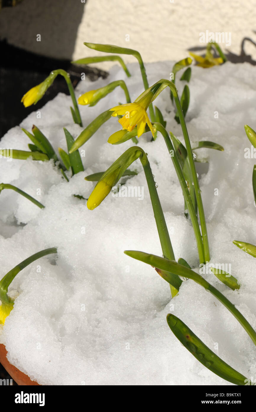 Narzissen Narzisse Tete ein Tete blühen im Garten-Container mit einer Bedeckung von Schnee Stockfoto
