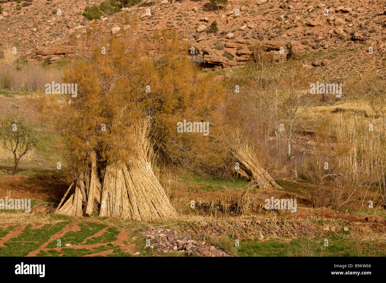 Ernte und Lagerung von riesigen Schilf Arundo Donax in der Nähe von Agouin der hohe Atlas Haut Atlas Marokko Stockfoto