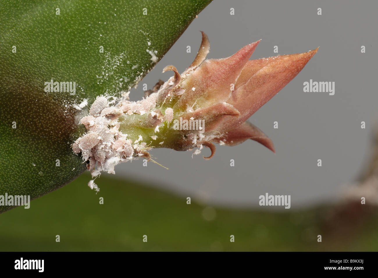 Glasshouse-Mealybug (Pseudococcus affinis)-Befall an einem Orchideenkaktus-Blütenknospen-Stiel Stockfoto