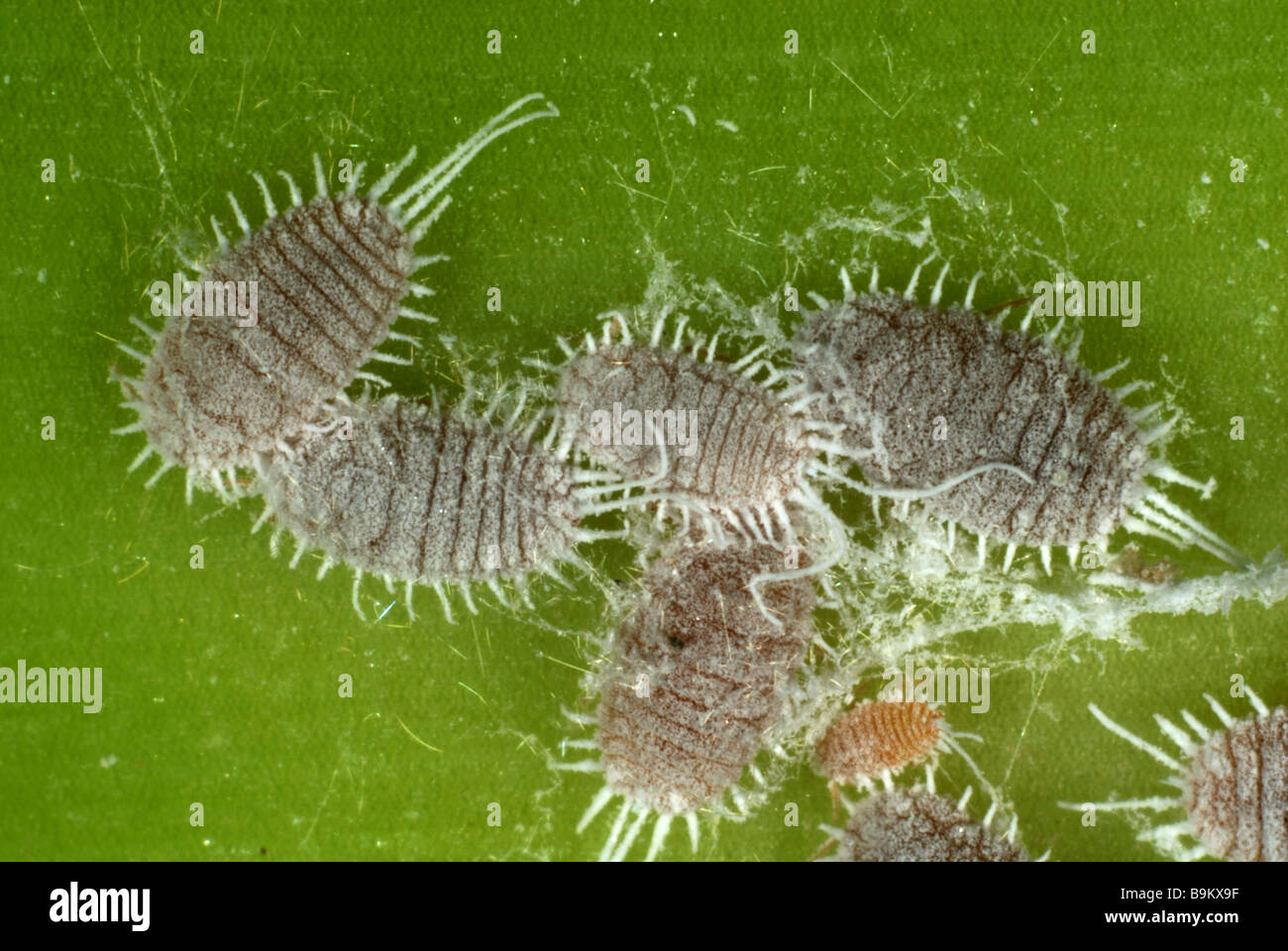Glasshouse Wollläusen Pseudocococcus Affinis auf ornamentalen Haus Pflanze Blatt Clivia miniata Stockfoto