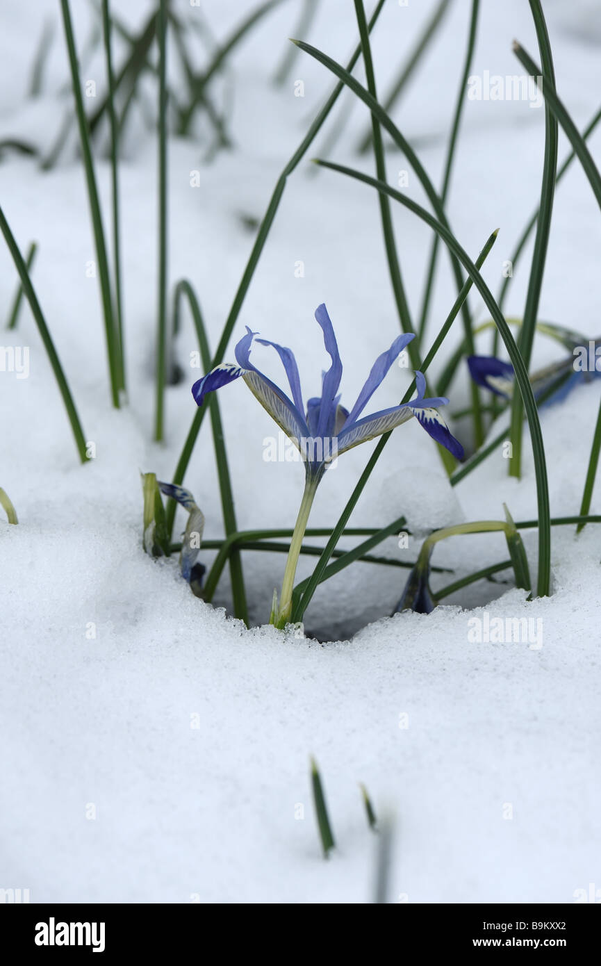 Frühe Blüte Zwergiris Iris Edward durch Schnee in einem alpinen Garten Bett Stockfoto