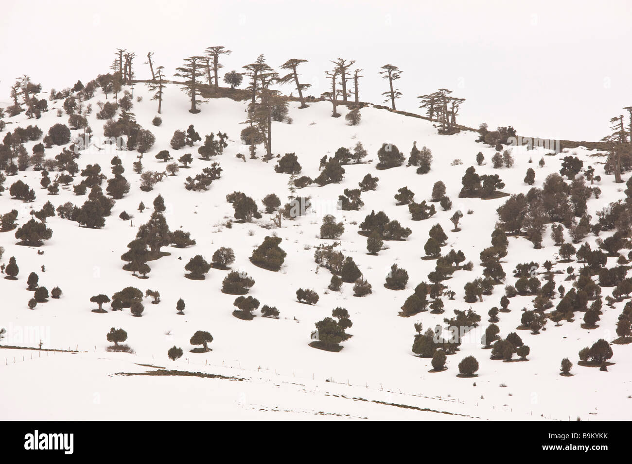 Degradierten Überbleibsel der Atlas-Zeder Wald Cedrus Atlantica im Winterschnee im mittleren Atlasgebirge in Marokko Stockfoto