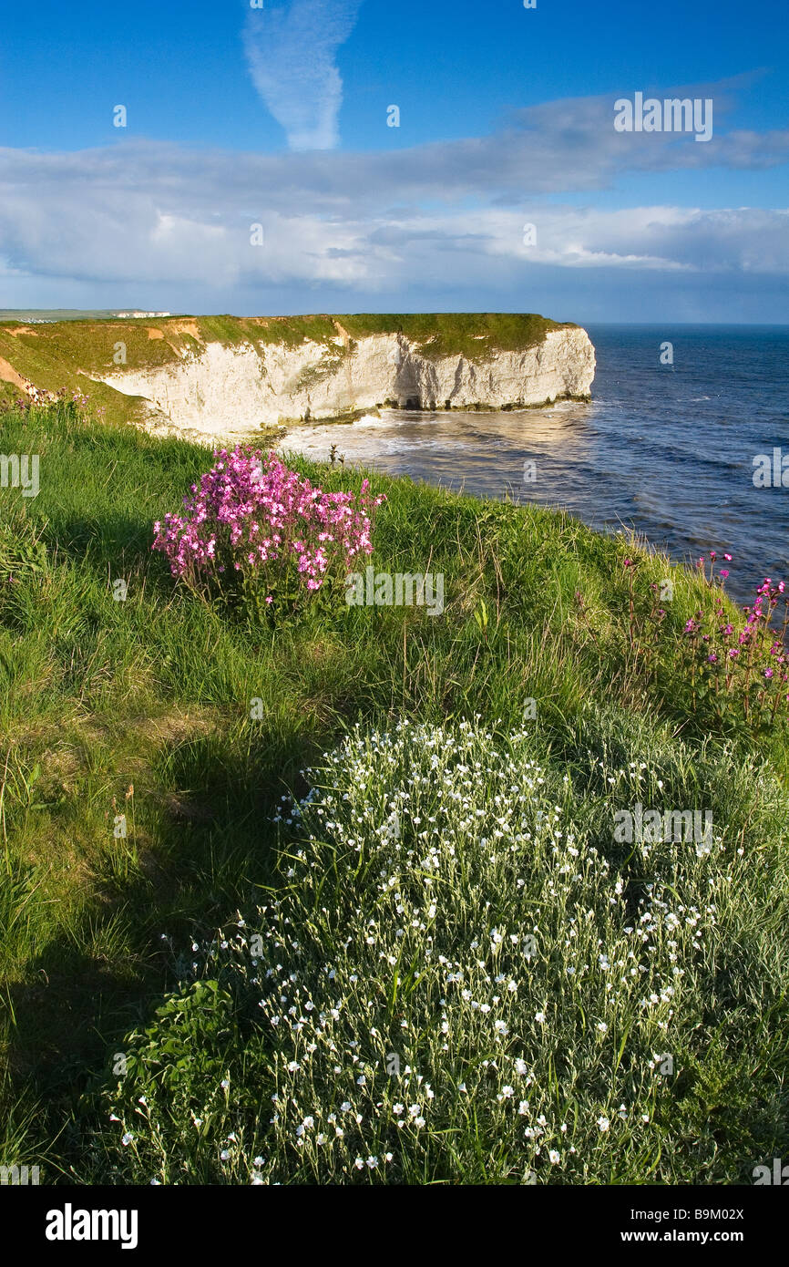 Wildblumen auf den Klippen von Flamborough Landzunge Heritage Coast, East Riding of Yorkshire, England, Großbritannien Stockfoto