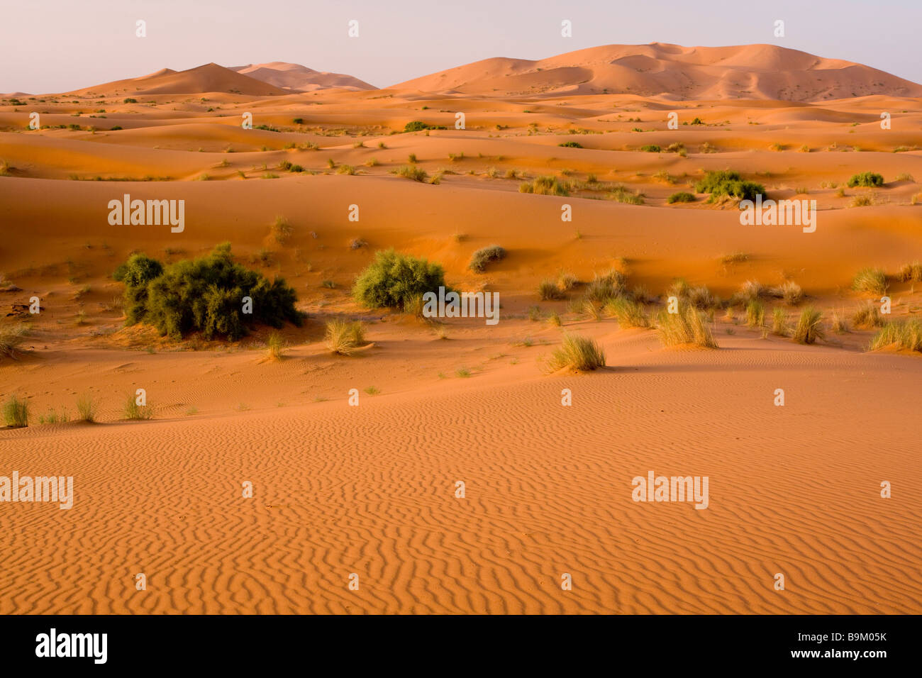 in den hohen Erg Chebbi Sanddünen marokkanische Sahara Wüste nach sehr nassen Winter Frühling 2009 Marokko Stockfoto
