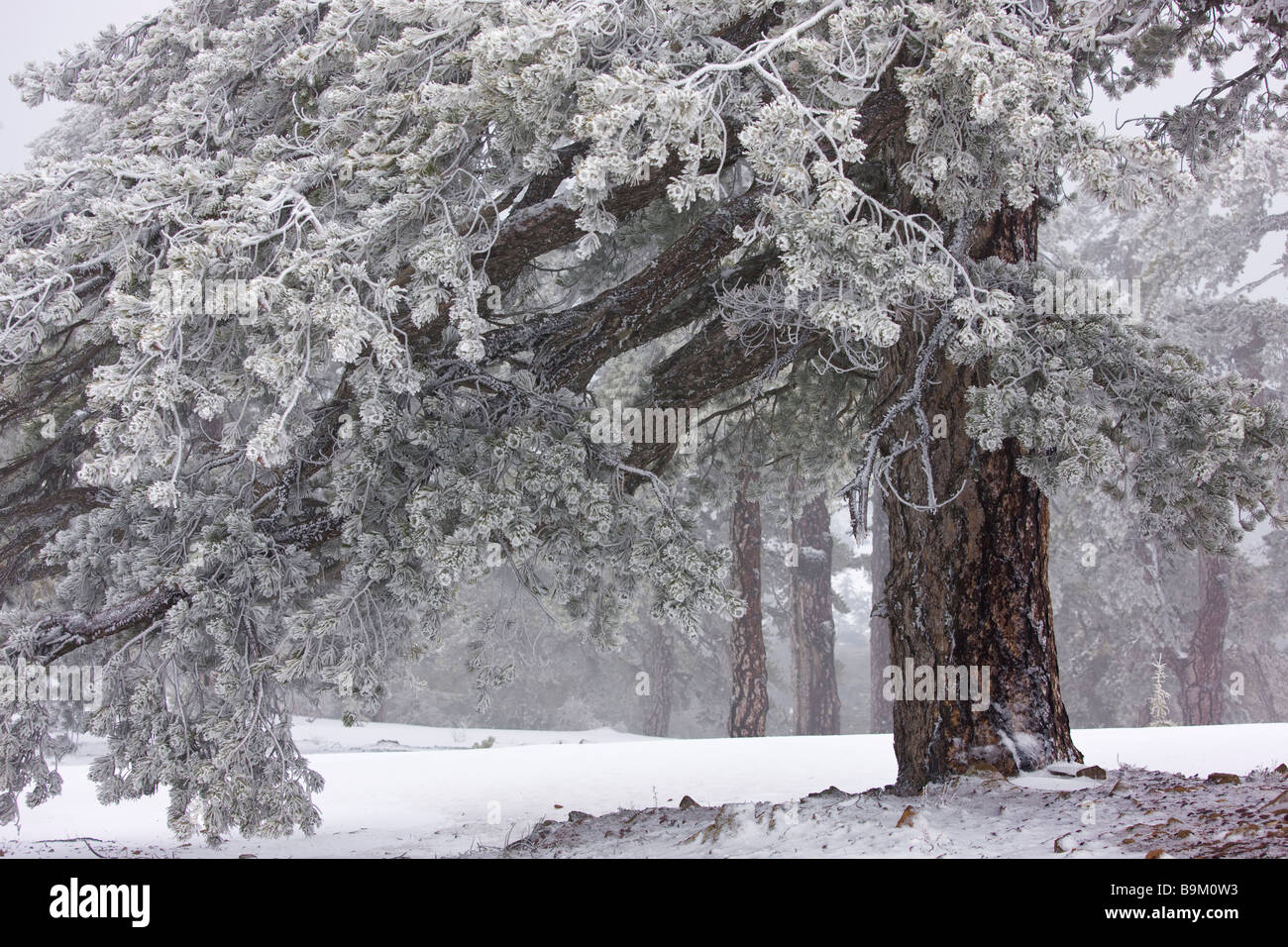 Alten Schwarzkiefer Wald Pinus Nigra Ssp Pallasiana in Schnee und Frost Nebel hoch in den Troodos Bergen griechischen Zypern Süd Stockfoto