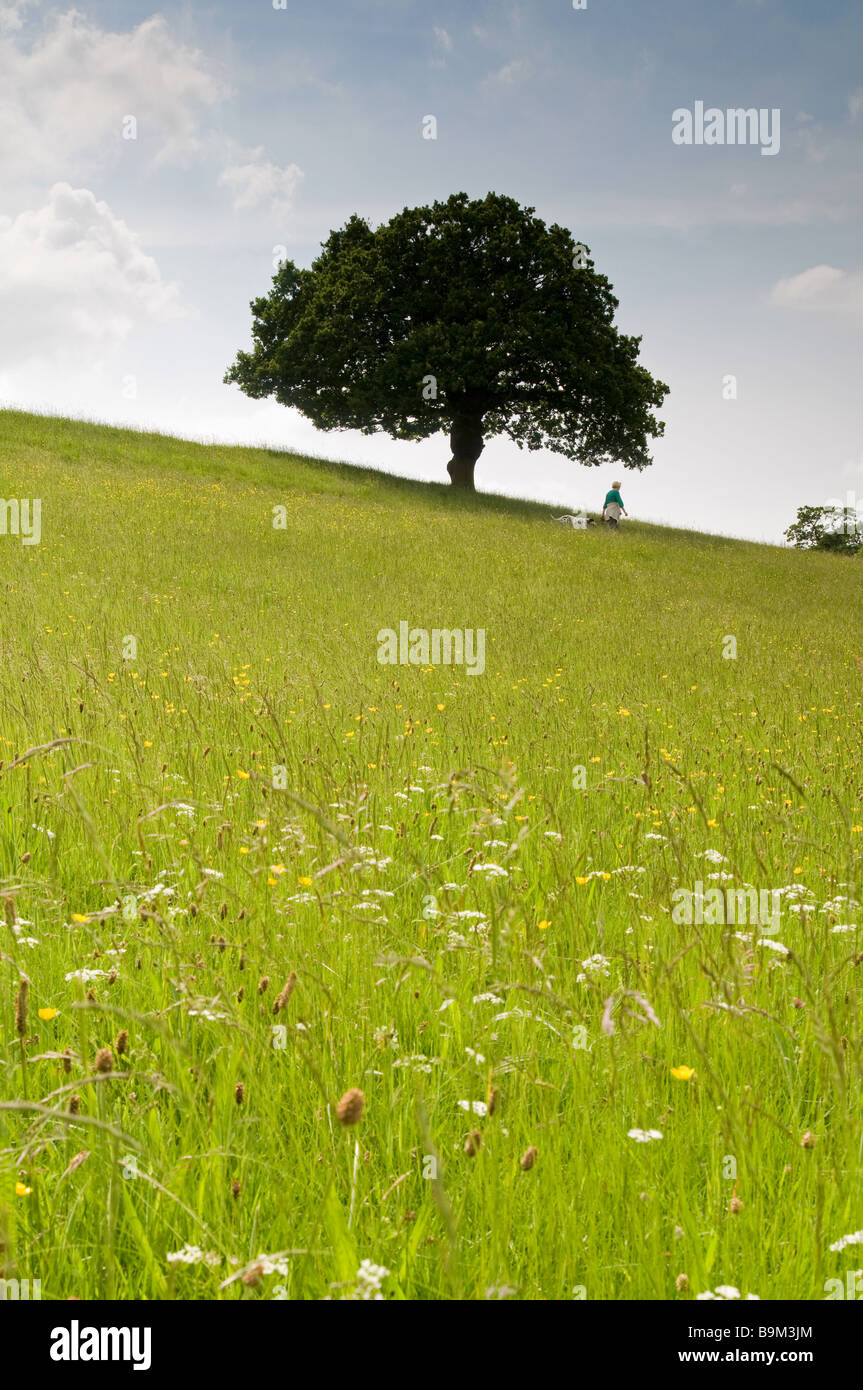 Eine einsame Dogwalker kreuzt eine blumenreiche Wiese. Stockfoto