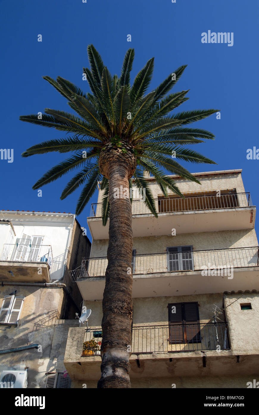 Calvi, Corsica. Meer-Gebäude / Palme Stockfoto