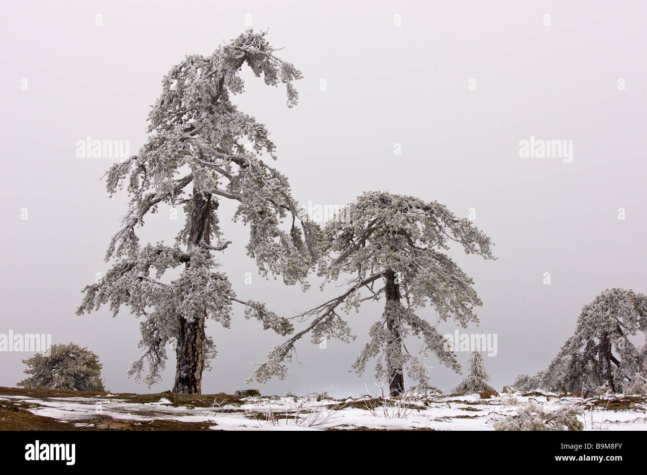 Alten Schwarzkiefer Wald Pinus Nigra Ssp Pallasiana in Schnee und Frost Nebel hoch in den Troodos Bergen griechischen Zypern Süd Stockfoto