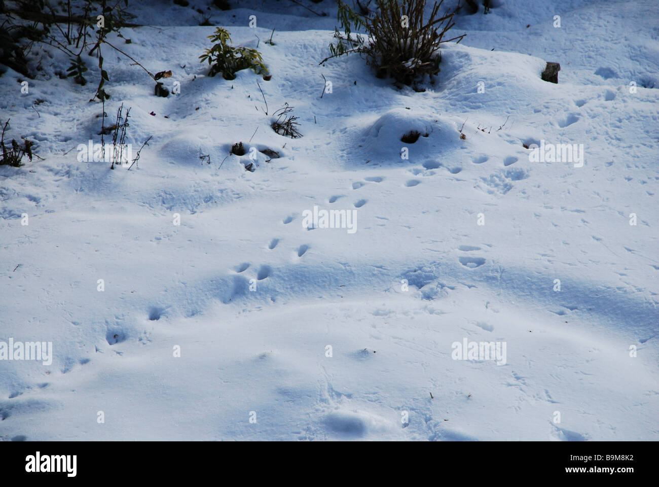Katze Pawprints in gefrorenen Schnee Stockfoto