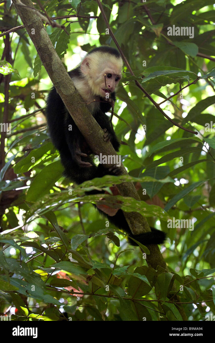 Die weißen konfrontiert oder Capuchin Affen von Costa Rica in einem Baum, Manuel Antonio Nationalpark, Costa Rica Stockfoto