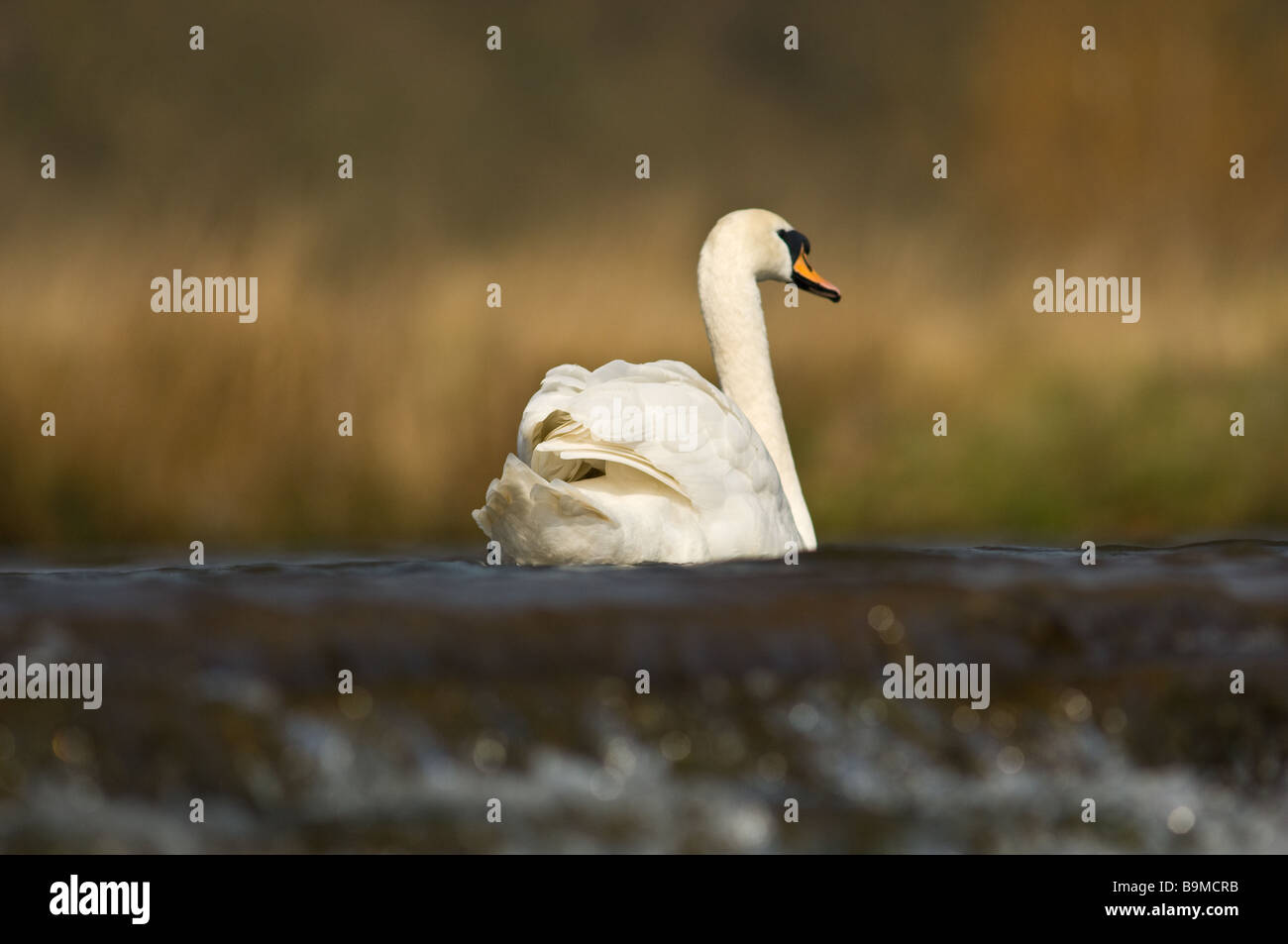 Erwachsenen Höckerschwan Schwimmen mit einem Wasser-alle im Vordergrund. Stockfoto