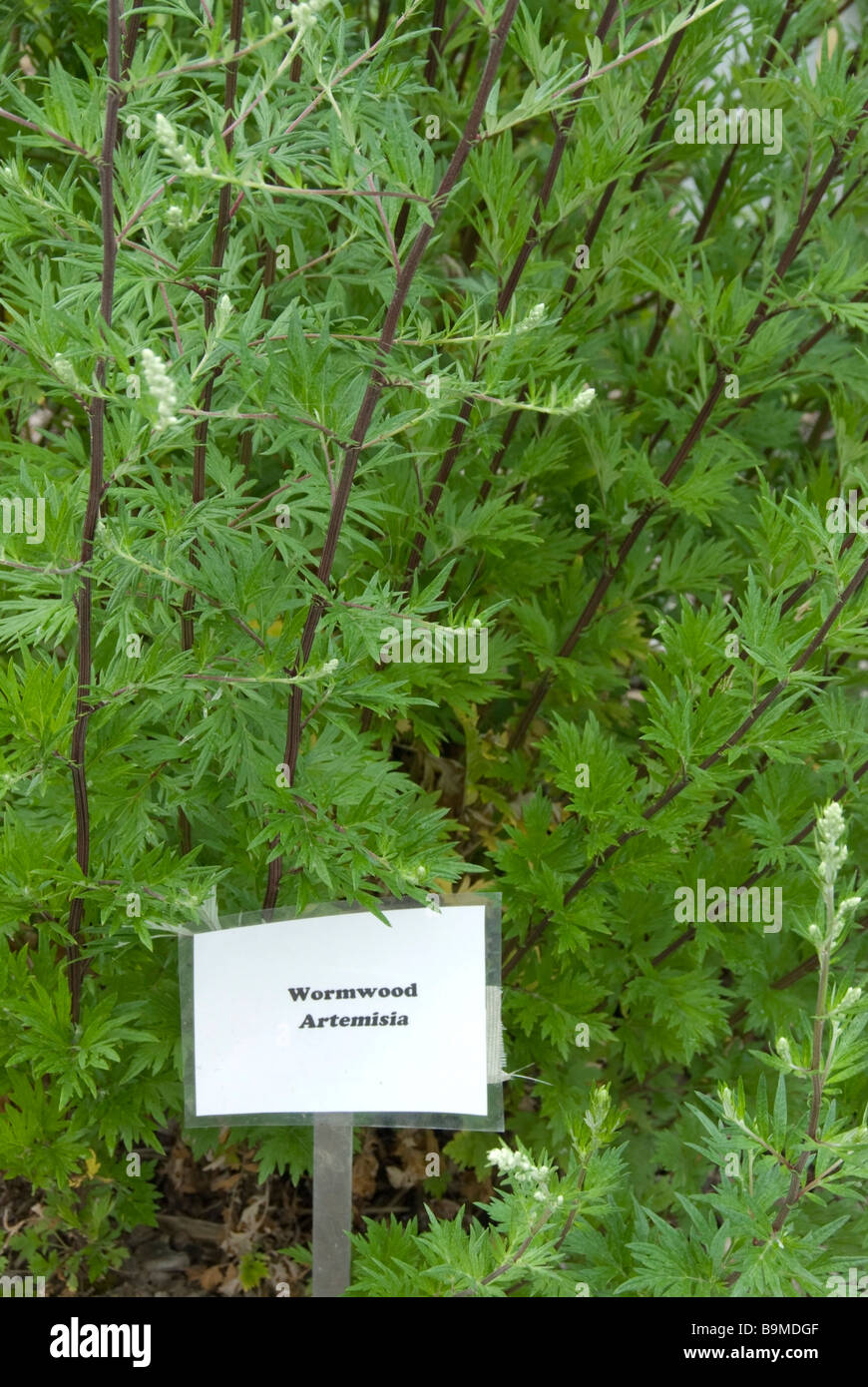 Ein wermutbetrieb im Garten mit Namensschild an der Unterseite in dieser vertikalen Format Bild. Stockfoto
