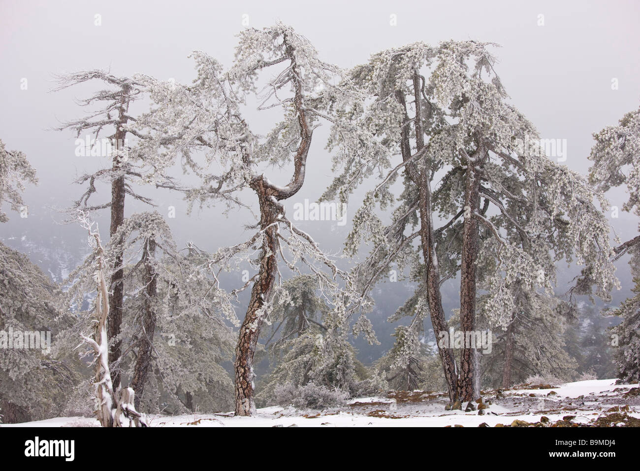 Alten Schwarzkiefer Wald Pinus Nigra Ssp Pallasiana in Schnee und Frost Nebel hoch in den Troodos Bergen griechischen Zypern Süd Stockfoto