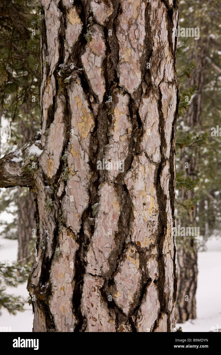 Schwarz-Kiefer Pinus Nigra Ssp Pallasiana Stamm im Troodos Gebirge griechischen Zypern Süden Stockfoto