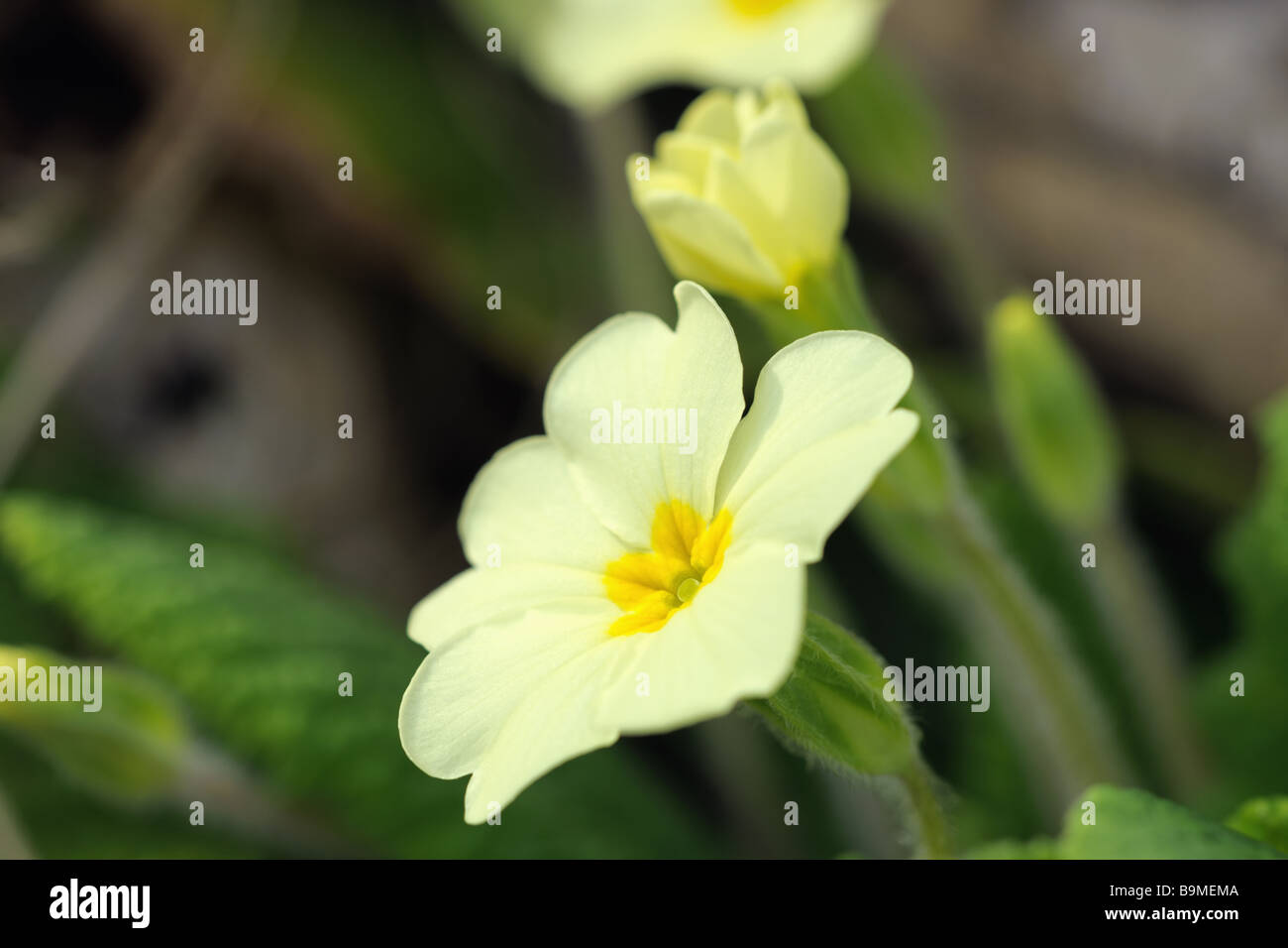 PIN-eyed blass gelbe Primel Primula Vulgaris gehört zu die ersten Blumen blühen im Frühjahr Stockfoto