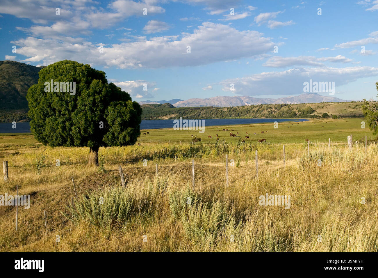 Argentinien, Patagonien, Chubut Provinz, Nationalpark Los Alerces, Esquel, Livestosk in Pampa Stockfoto