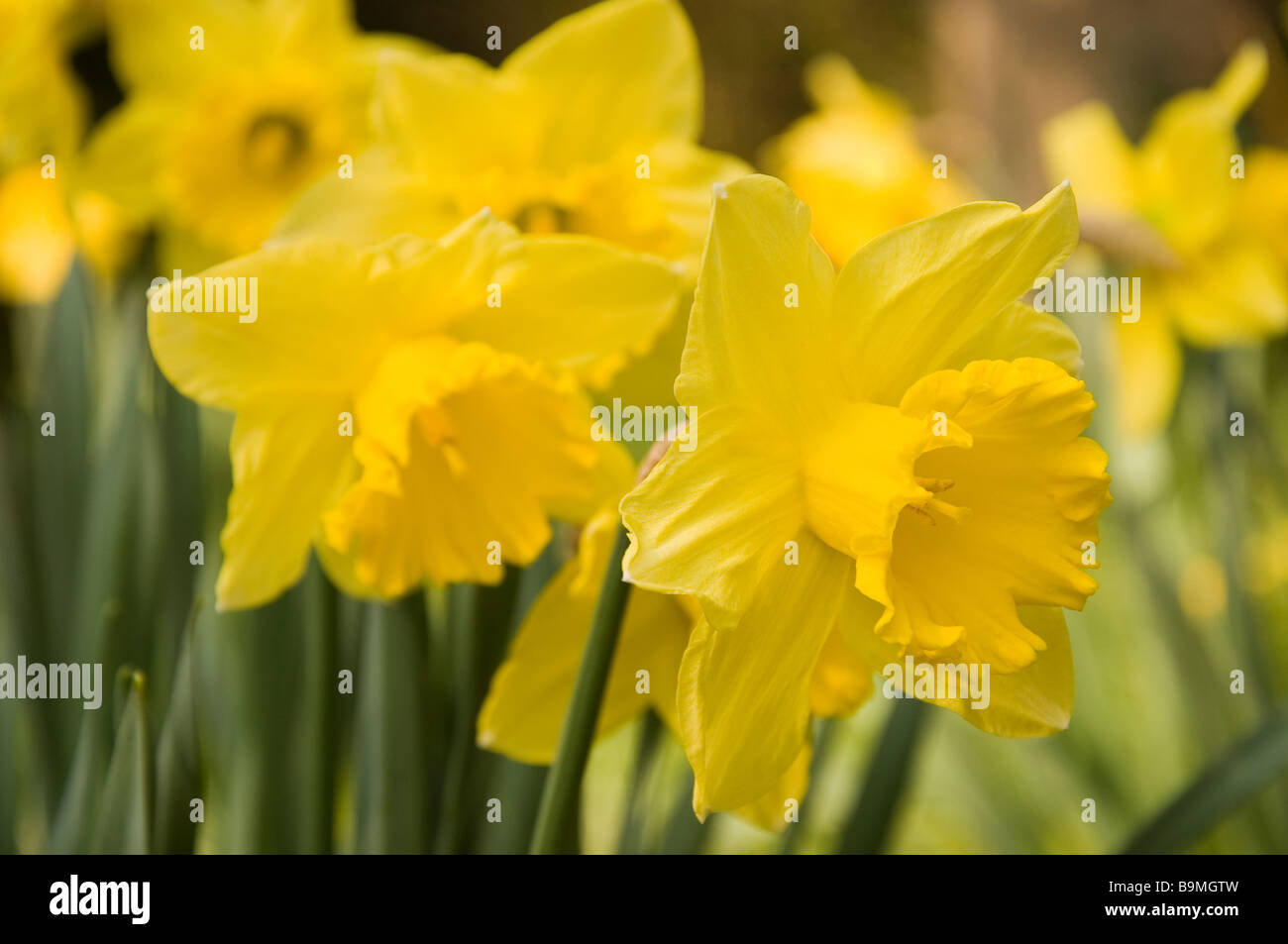 Blühende Narzissen Stockfoto