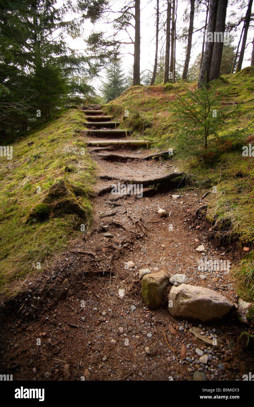 Schottischen Wald Treppe im Porträt Stockfoto