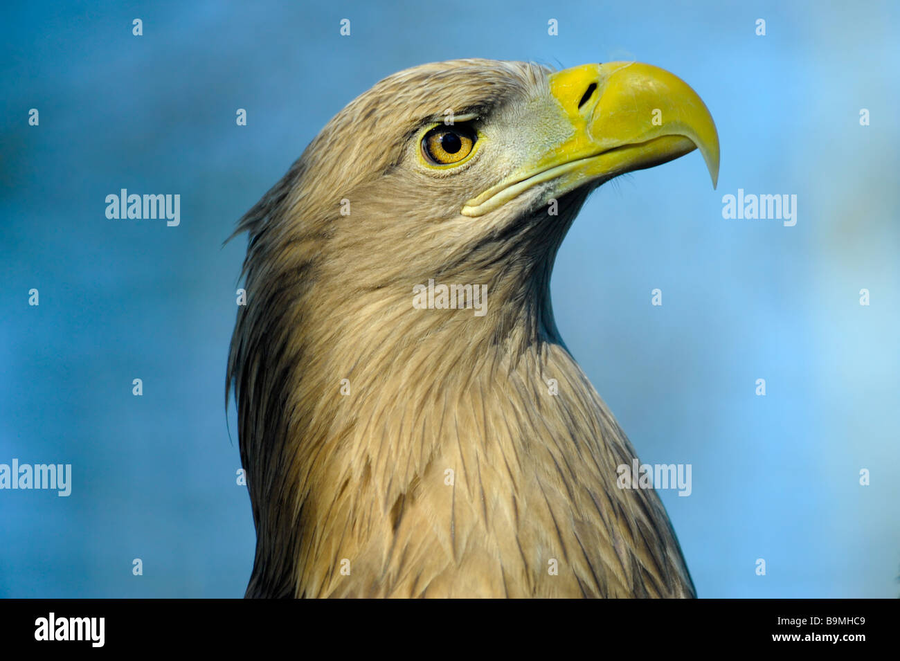 White tailed Eagle auch Seeadler Haliaeetus Horste Stockfoto