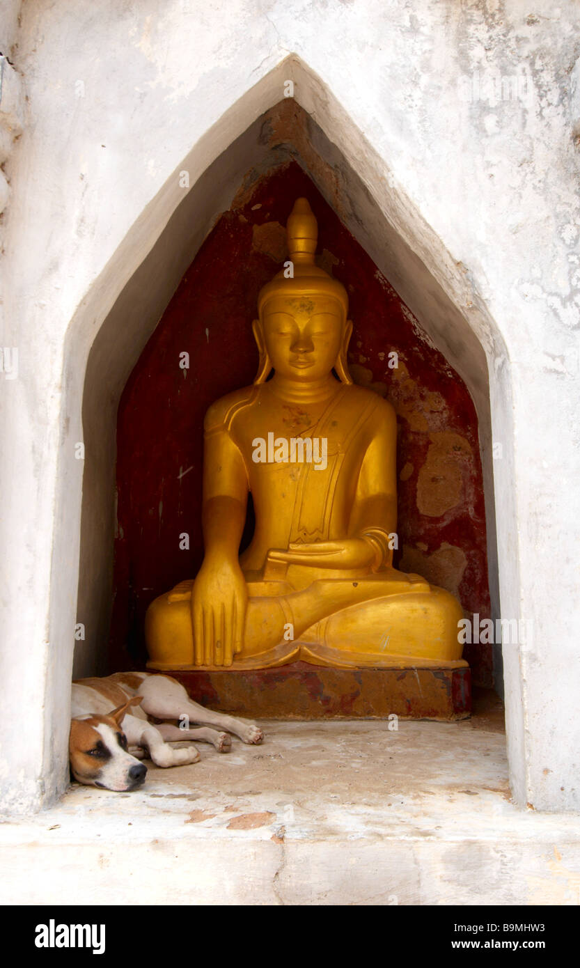 Bagan Tempeln Hund Buddha lustige schlafen Stockfoto