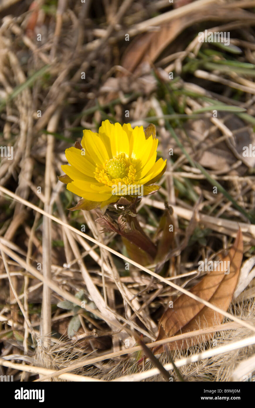 Fernen Osten Amur Adonis Adonis Amurensis Blumen öffnen vor Laubaustrieb im Frühjahr in Nagano, Japan Stockfoto