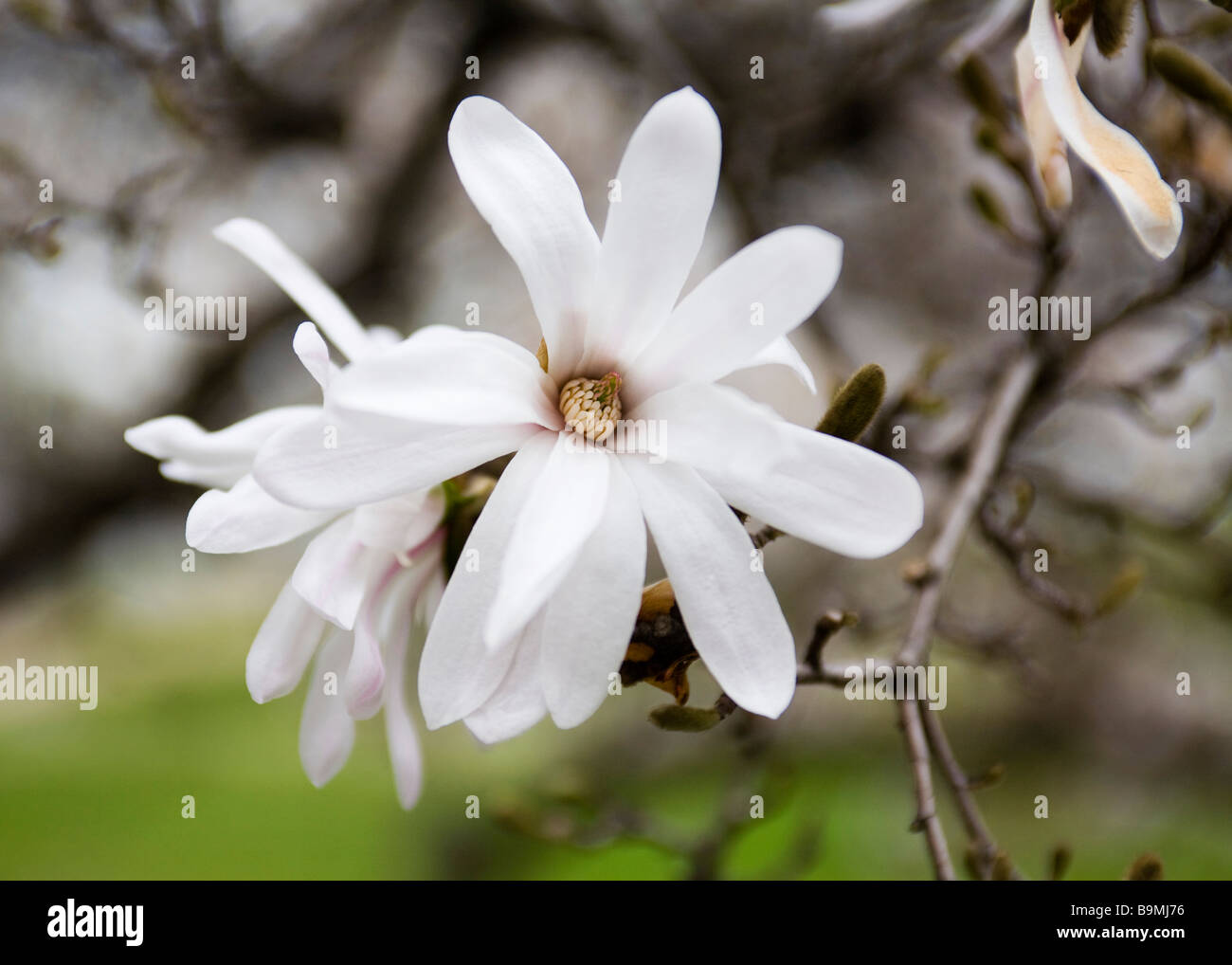 Magnolia Fraseri Blume (Fraser-Magnolie, Magnolia Berg, Earleaf Cucumbertree, Berg-Oread) Stockfoto