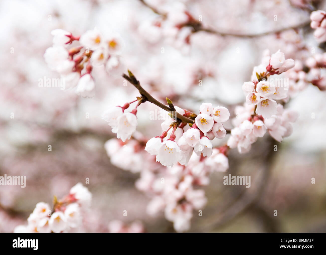 Japanischer Kirschbaum-Blüten Stockfoto
