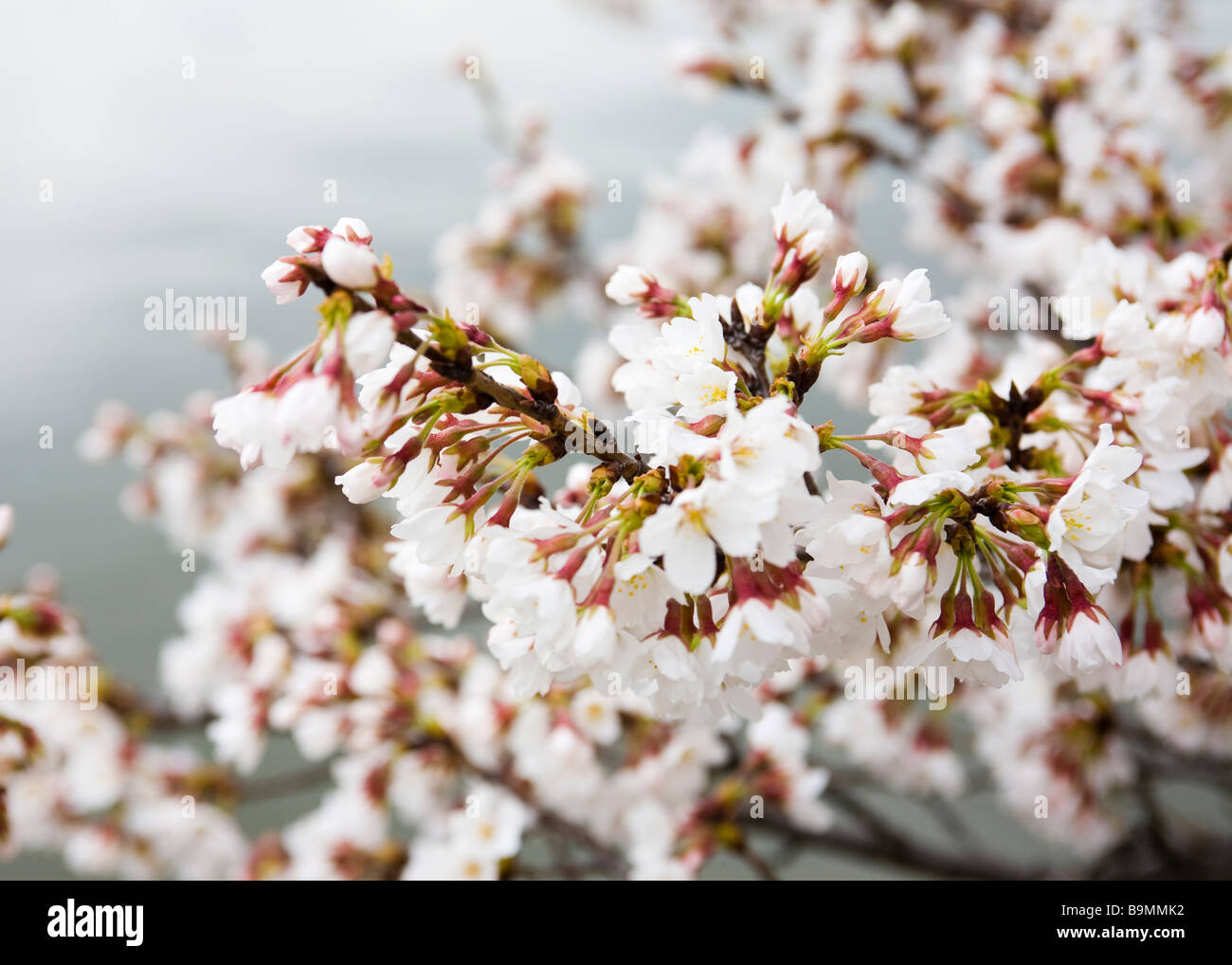 Japanischer Kirschbaum blüht (Somei Yoshino) Stockfoto
