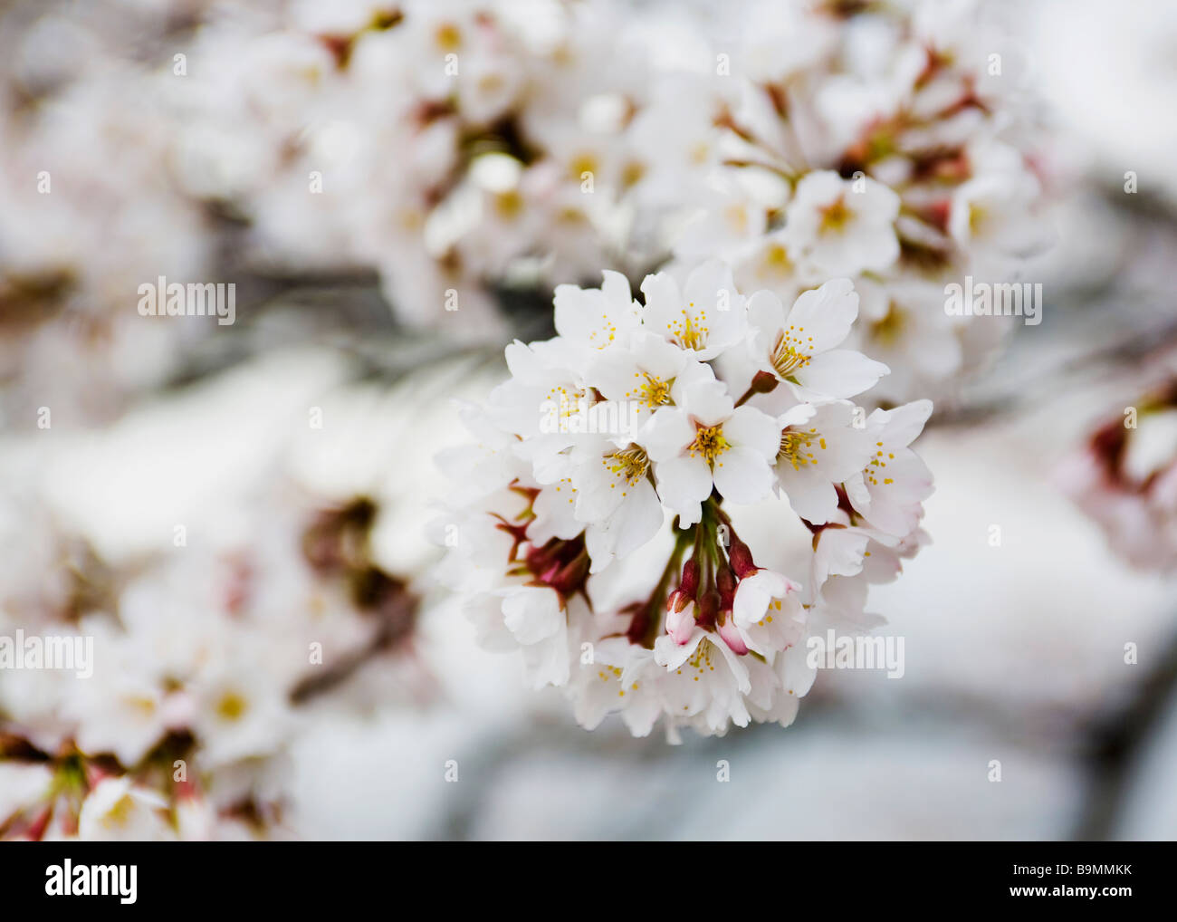 Japanische Kirschblüten (Somei Yoshino) Stockfoto