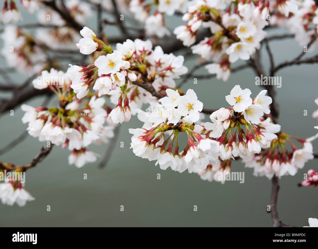 Japanische Kirschblüten (Somei Yoshino) Stockfoto