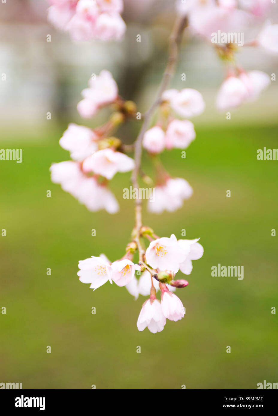 Weinend Kirschblüten Stockfoto