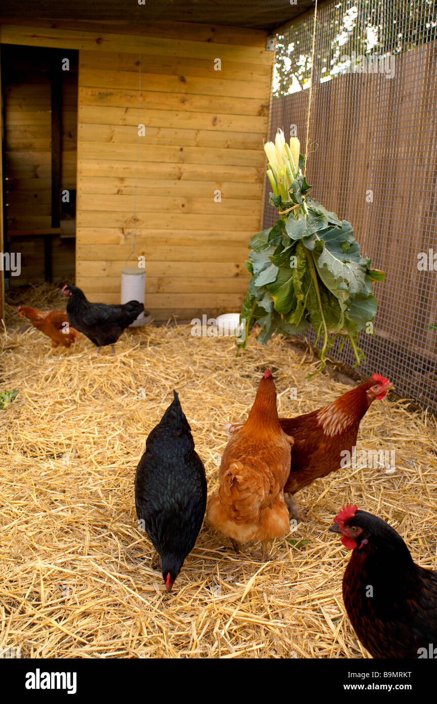 Freilaufenden Hühnern Stockfoto