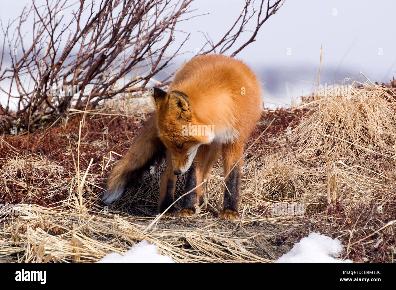 Red Fox (Vulpes vulpes) Stockfoto