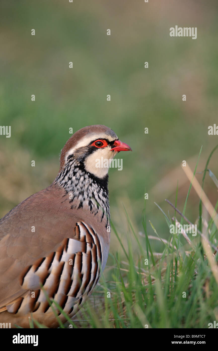 Rotbeinige Rebhuhn Alectoris rufa Stockfoto