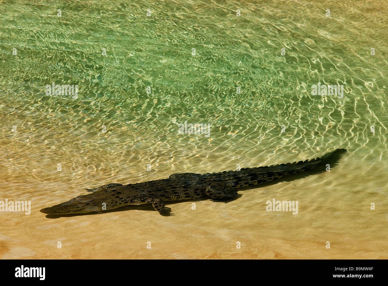 Salzwasser-Krokodil Stockfoto