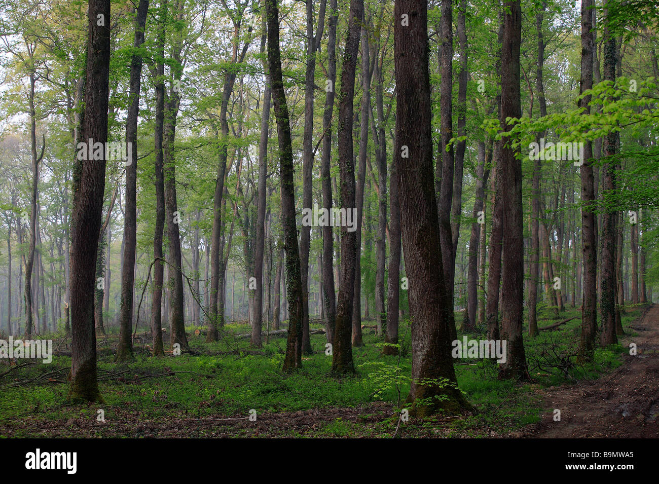 Frankreich, Allier, Bourbonnais, Foret des Moladiers in der Nähe von Moulins Sur Allier, Eichen-Wald Stockfoto