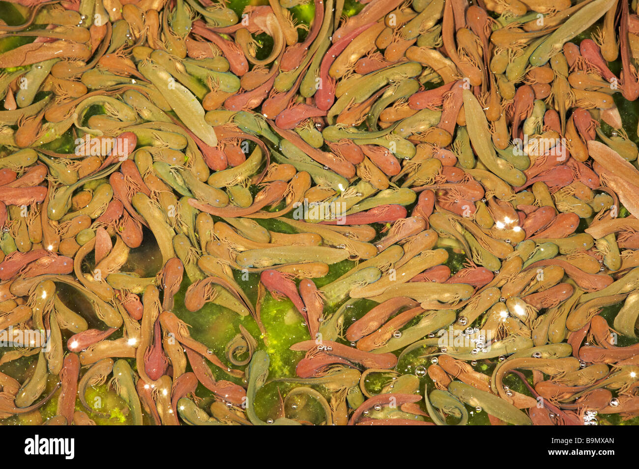 Neu entstanden Kaulquappen der Grasfrosch (Rana Temporaria) im Garten-Teich, in einem Garten in Wales, UK Stockfoto