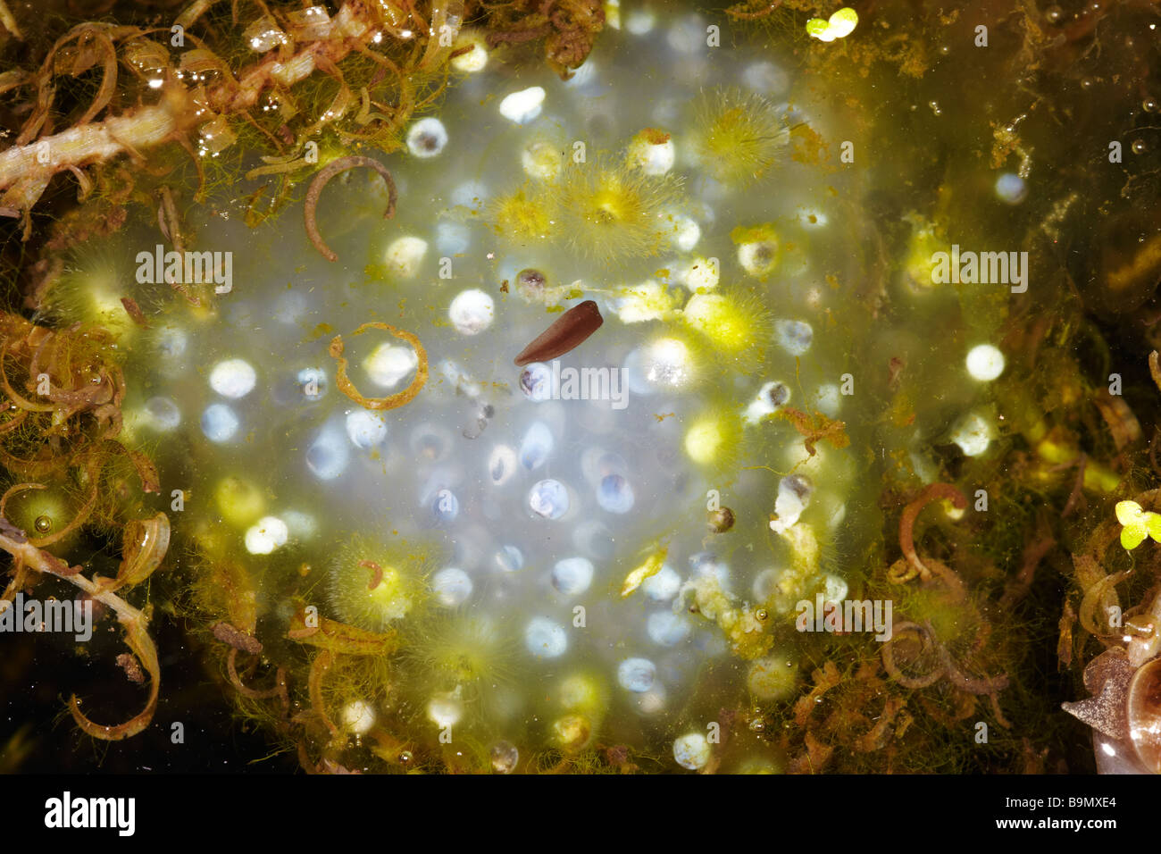 Erkrankte und tot Frogspawn der Grasfrosch (Rana Temporaria) im Garten-Teich, in einem Garten in Wales, UK Stockfoto