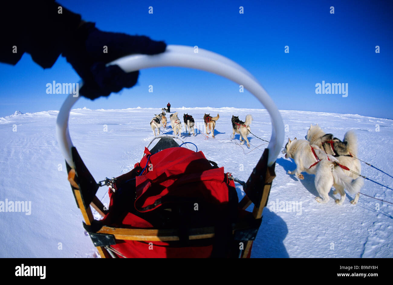 Kanada, Provinz Quebec, James Bay, Sleddog Team am icefield Stockfoto